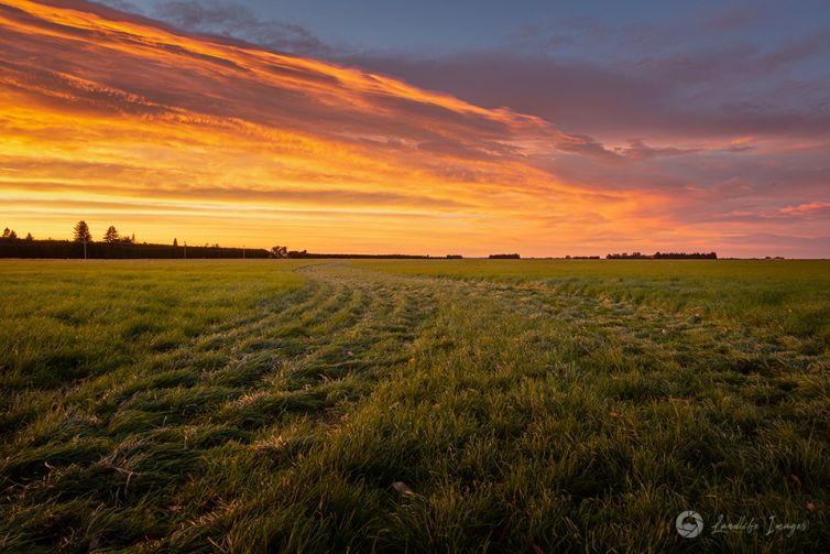 Sunrise grassy paddock, Methven, Canterbury, New Zealand