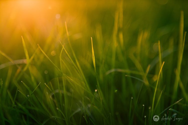 Grass at sunrise - landscape dimensions