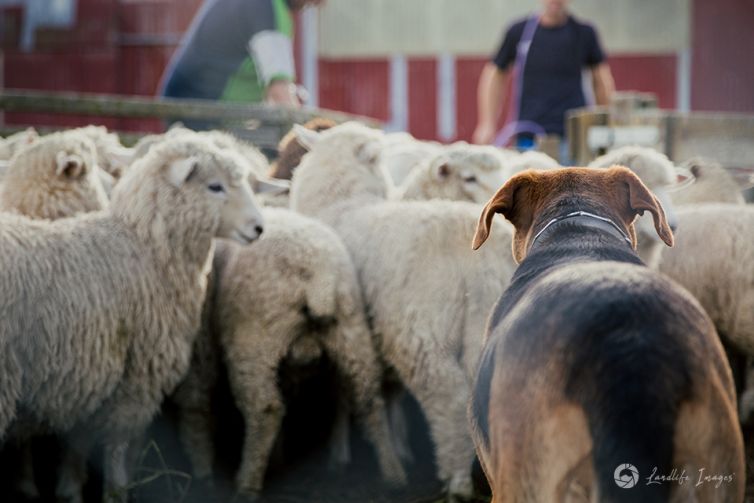 Sheep and dog in yards during drenching