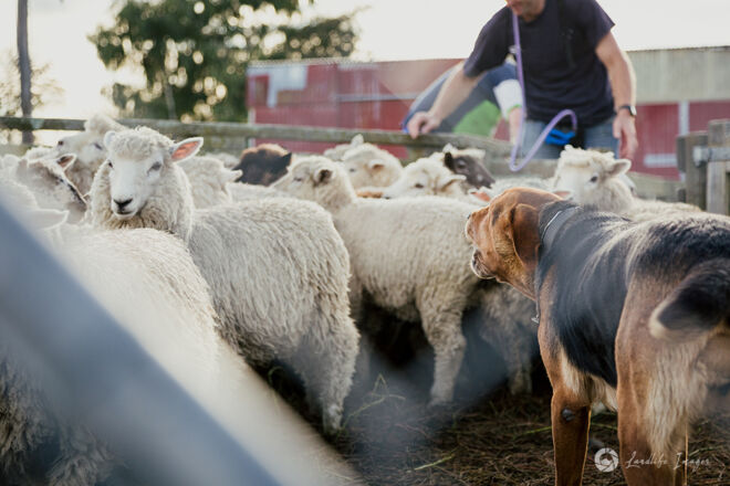 Sheep and dog in the yards for drenching, Methven, Canterbury, New Zealand