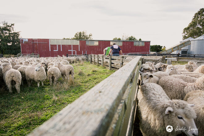 Drenching sheep in yards, Methven, Canterbury, New Zealand