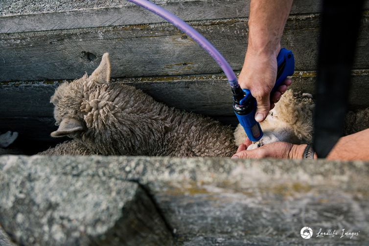 Sheep drenching