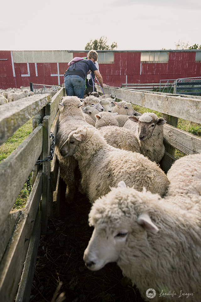 Sheep drenching in yards, Methven, Canterbury, New Zealand