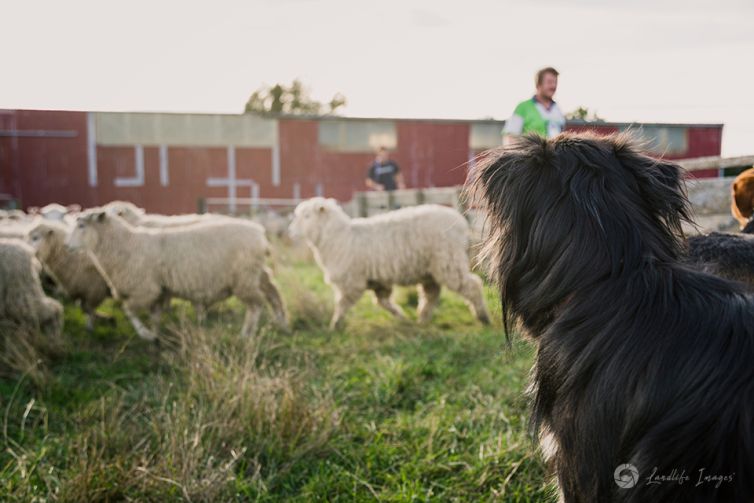 Sheep and border collie dog in yards