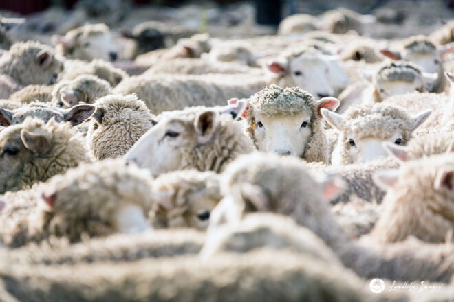 Sheep in yards