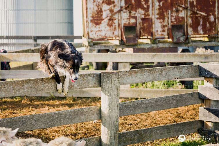 Border collie dog jumping yard fence