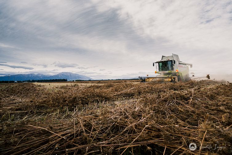 Harvesting of carrot seed, Methven, Canterbury, New Zealand