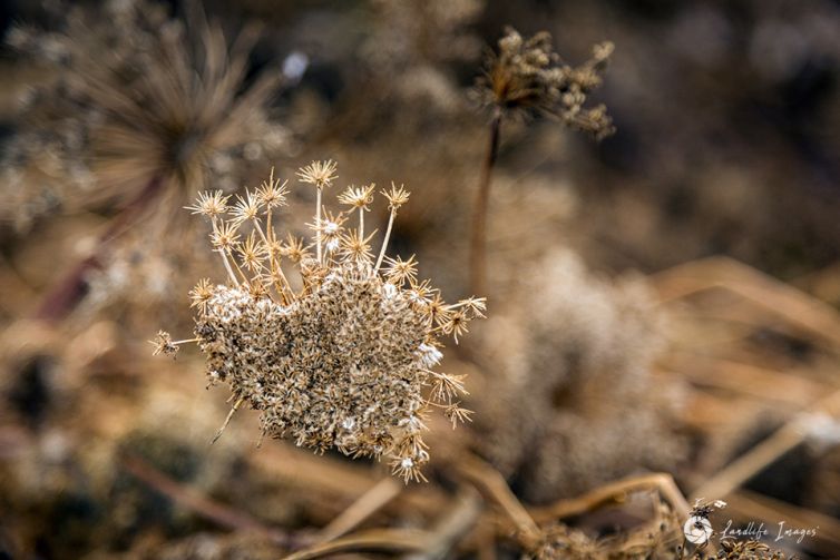 Carrot seed close-up