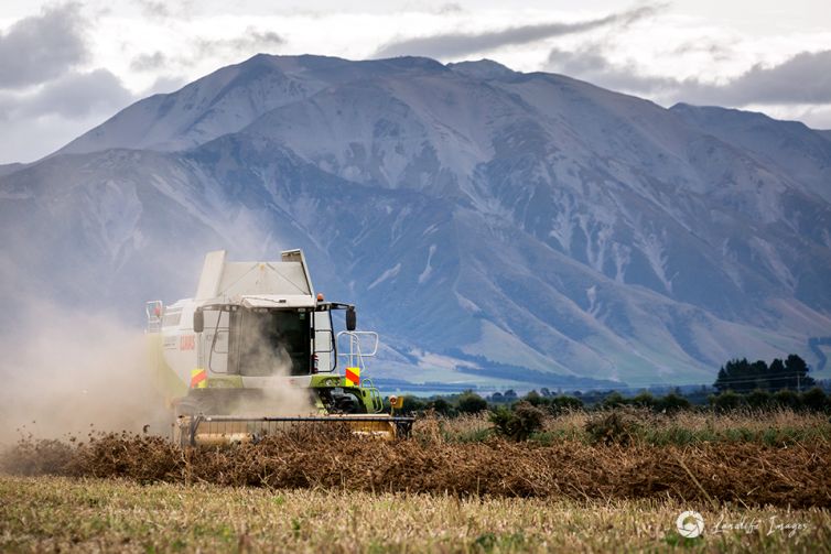 Harvesting of carrot seed with mountain backdrop, Methven, Canterbury, New Zealand