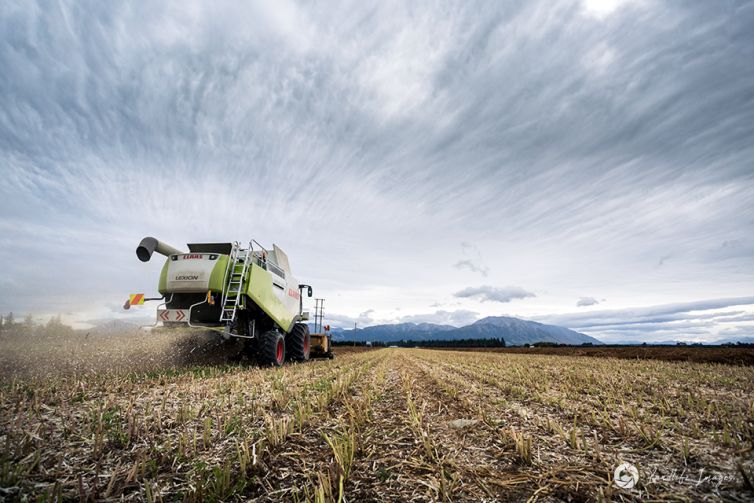 Harvesting of carrot seed, Methven, Canterbury, New Zealand