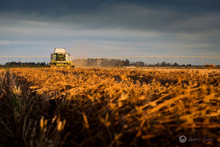 Harvesting of carrot seed at sunset, Methven, Canterbury, New Zealand