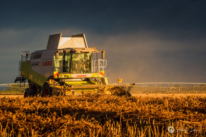 Sunset harvest of carrot seed, Methven, Canterbury, New Zealand
