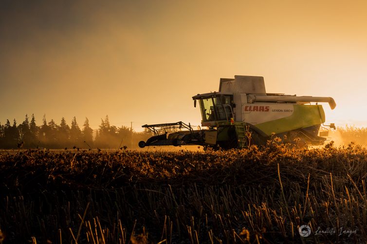 Harvesting of carrot seed at sunset, Methven, Canterbury, New Zealand