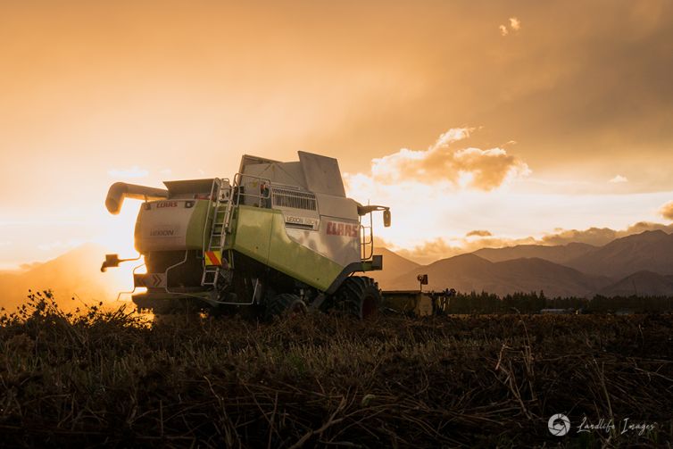 Harvesting of carrot seed at sunset, Methven, Canterbury, New Zealand