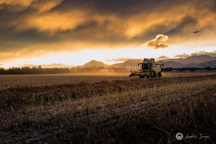 Harvesting of carrot seed at sunset, Methven, Canterbury, New Zealand