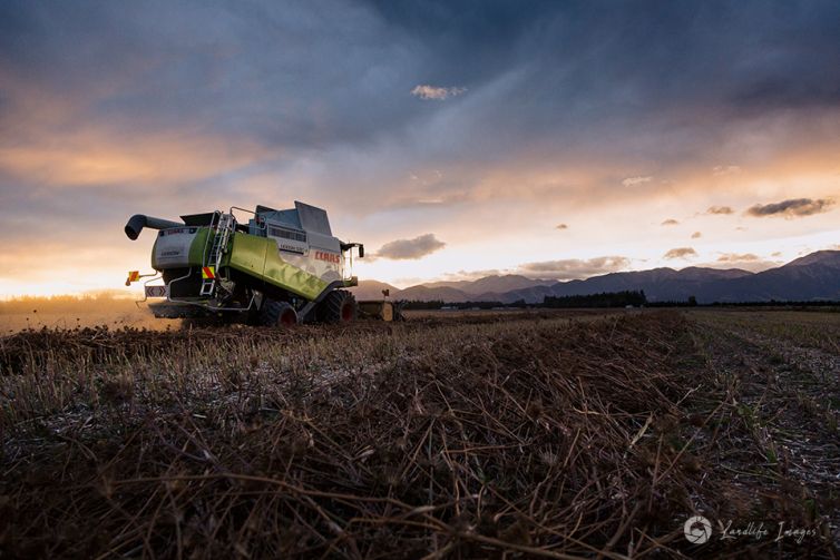 Sunset harvest of carrot seed, Methven, Canterbury, New Zealand