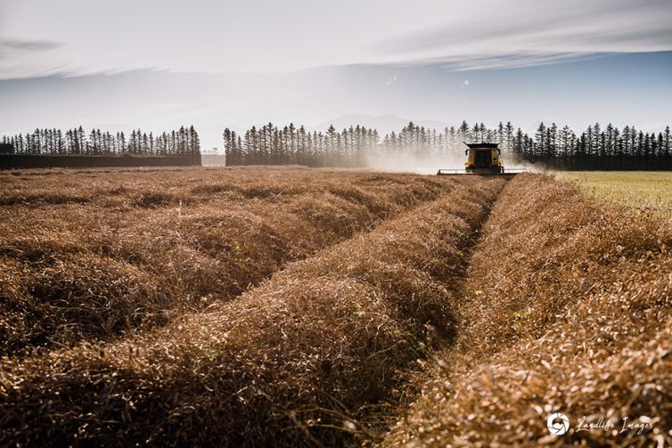 Harvesting of radish, Methven, Canterbury, New Zealand