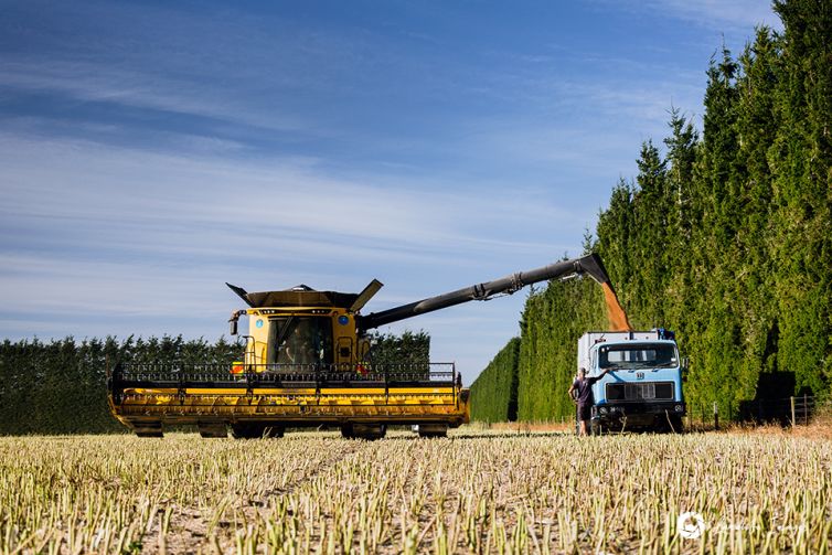 Harvester unloading radish seed, Methven, New Zealand