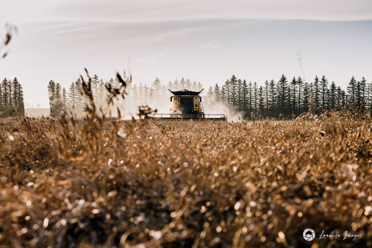 Harvesting of radish, Methven, Canterbury, New Zealand