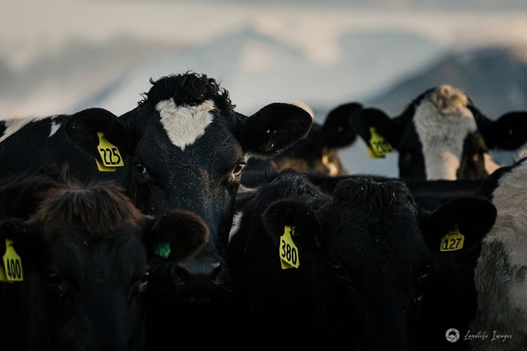 Dairy cow line up