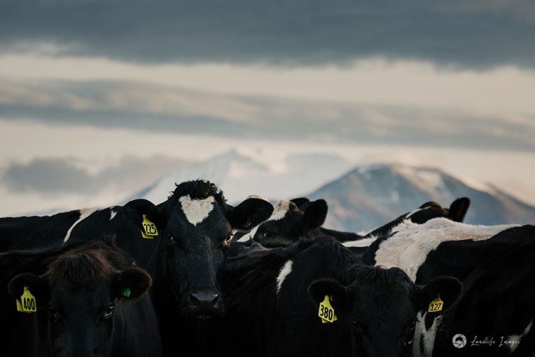 Cow line up, Methven, Canterbury