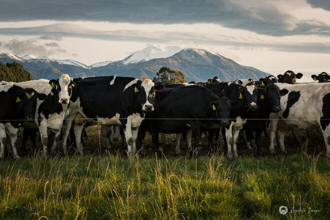 Cow line up before moving on to new grazing pasture, Methven, Canterbury