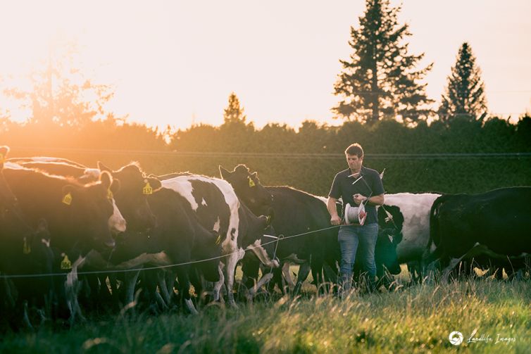 The Glebe Cows, Family, Moving, June 2021