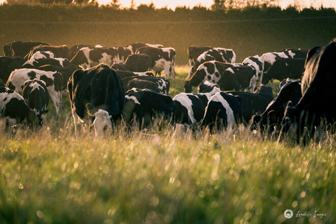 Dairy cows grazing pasture, Methven, Canterbury