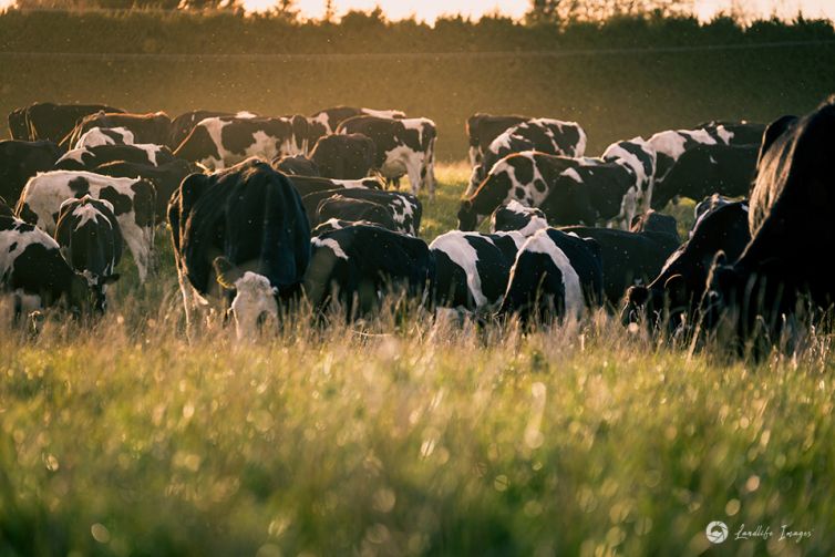 Dairy cows grazing pasture, Methven, Canterbury