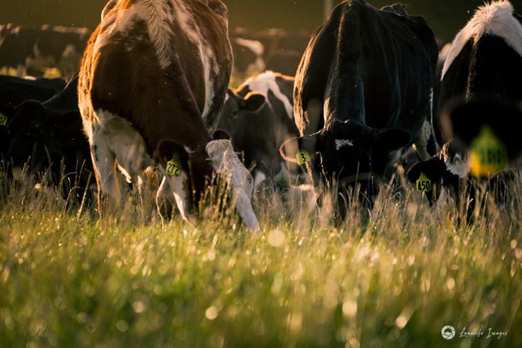 Cows grazing pasture, Methven, Canterbury