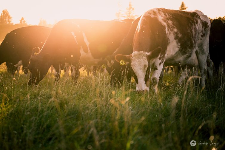 Dairy cows grazing on new pasture, Methven, Canterbury