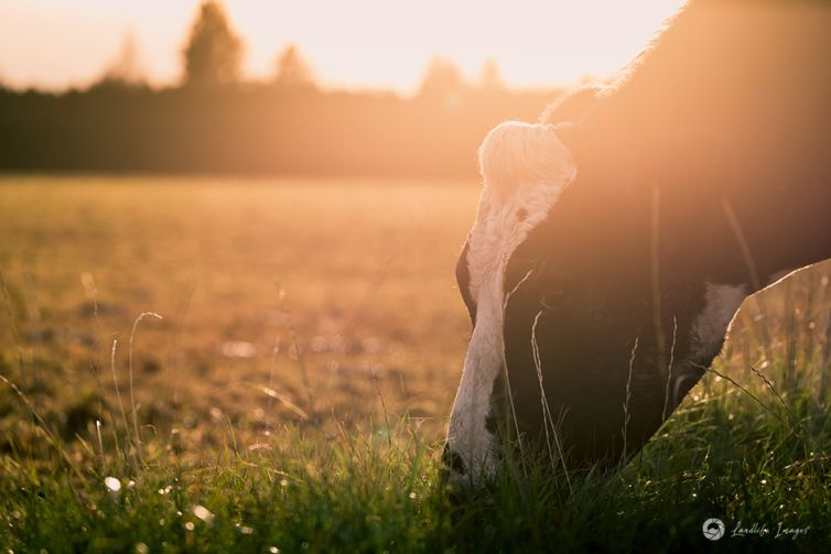 Cow grazing pasture, Methven, Canterbury