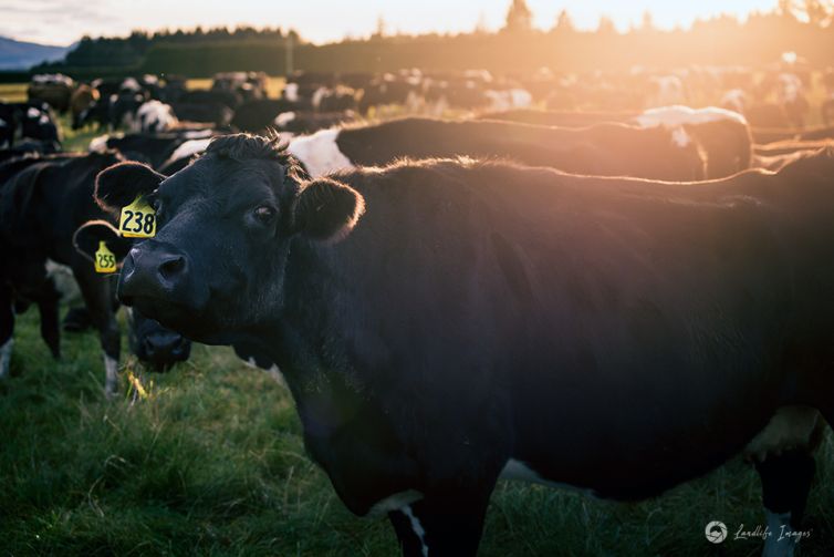 Dairy cow at sunrise, Methven, Canterbury