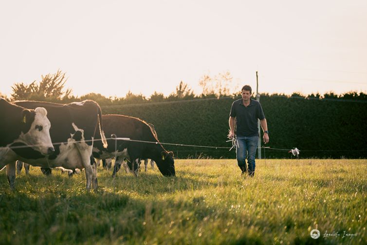 Setting up breaks for dairy cow grazing, Methven, Canterbury