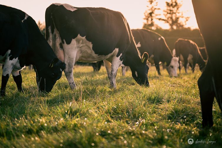 Cows grazing pasture, Methven, Canterbury