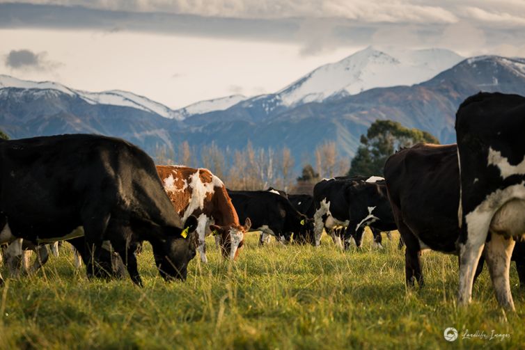 Cows on pasture with mountain background, Methven, Canterbury