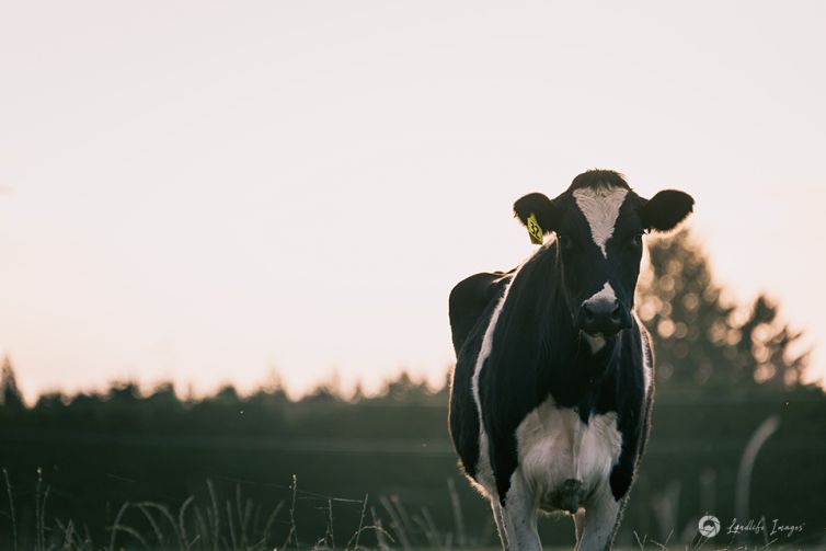 Inquisitive cow