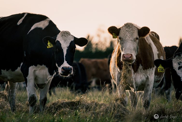 Cows grazing pasture and straw, Methven, Canterbury