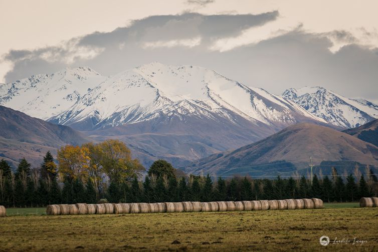 Hay bale line up, stored for winter stock grazing, Methven, Canterbury