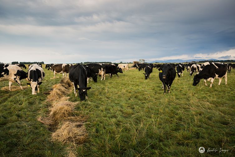 The Glebe Cows, Family, Moving, June 2021