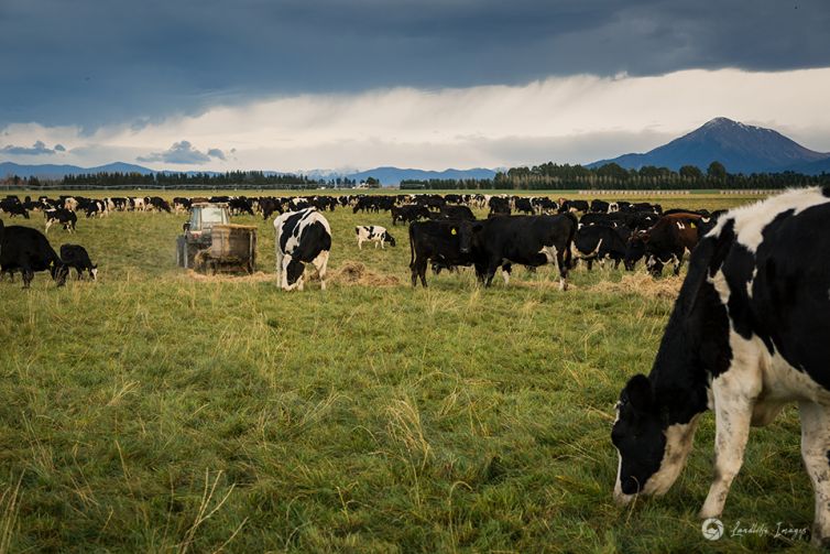 Feeding out to cows grazing pasture and straw, Methven, Canterbury