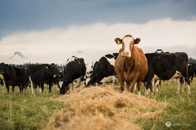 Cows grazing pasture and straw, Methven, Canterbury