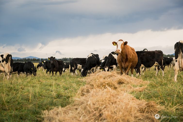 Cows in winter on pasture after feeding out, Methven, Canterbury