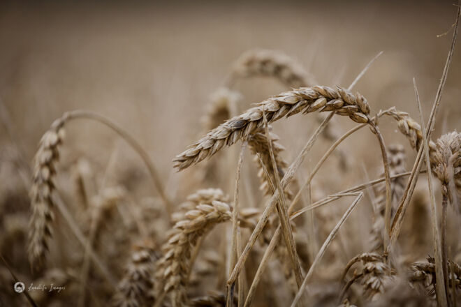 Wheat crop close up, Mid-Canterbury, New Zealand