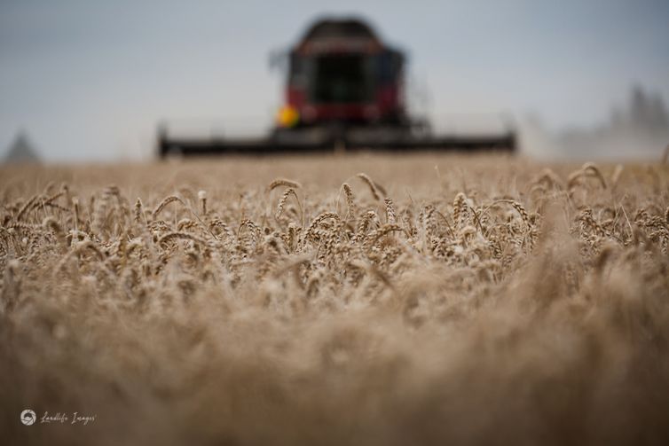 Wheat harvesting, Methven, Mid-Canterbury, New Zealand