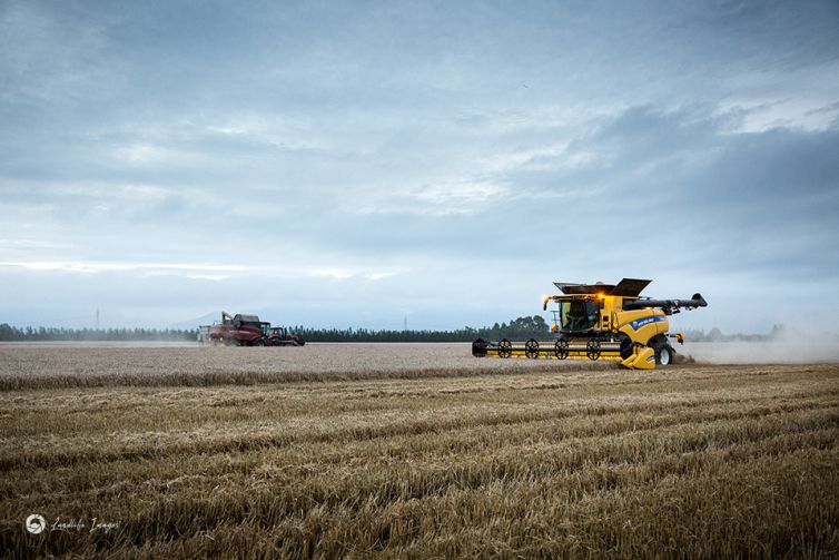 Wheat harvesting, Methven, Mid-Canterbury, New Zealand