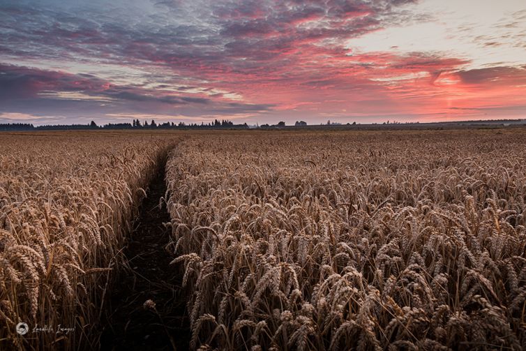 Wheat crop at sunrise, Methven, Mid-Canterbury, New Zealand