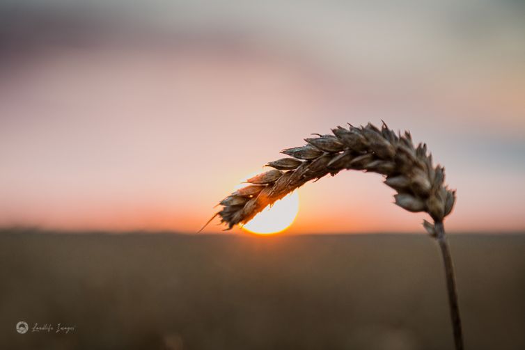 Wheat close up at sunrise, Mid-Canterbury, New Zealand