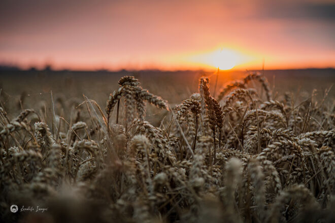Wheat crop at sunrise, Mid-Canterbury, New Zealand