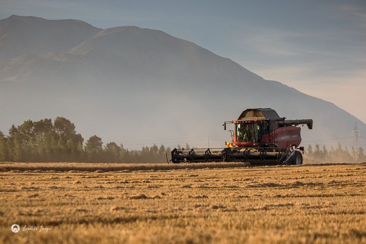 Afternoon wheat harvesting, Methven, Mid-Canterbury, New Zealand